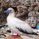 Illustration for article titled Seabirds Are Eating Tons of Plastic, and the Problem is Getting Worse